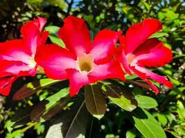 Beautiful flowers Adenium obesum or commonly called Japanese frangipani flowers. This ornamental plant with a dark pink crown and green leaves can live well in the tropics to be called the desert rose photo