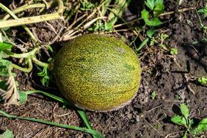 Photography to theme beautiful young fruit melon on background summer leaves photo