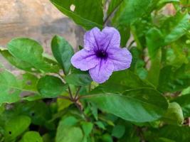 Purple golden flower or Ruellia tuberosa L with green leaves, has many health benefits, namely medicine from various diseases. This plant is often found in the yard around the house. photo