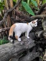 This white female cat is striped or commonly called a calico cat, the fur is very soft, the calico cat has many myths or beliefs in society photo
