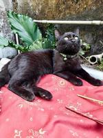 A domestic cat in plain jet black or solid black with light brown eyes is sitting relaxed, black cats are believed to bring good luck to their owners. photo
