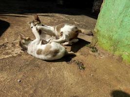 a domestic mother cat is playing with one of her cubs under the warm morning sun photo