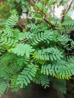 Fresh green tamarind leaves have many health benefits and can be processed into fresh drinks such as sinom or herbal photo