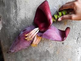 corazón de plátano o flor de árbol de plátano que es de color rojo oscuro ligeramente violáceo, rico en vitaminas y propiedades que son buenas para la salud, el corazón de plátano se puede procesar en platos deliciosos foto