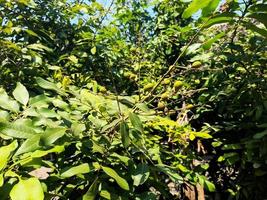 This longan fruit tree has thick fresh green leaves, it seems that the prospective longan fruit seeds are green and round in shape. Longan leaves and fruit also have many benefits for human health photo