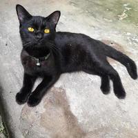 A domestic cat in plain jet black or solid black with light brown eyes is sitting relaxed, black cats are believed to bring good luck to their owners. photo