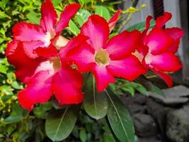 hermosas flores adenium obesum o comúnmente llamadas flores frangipani japonesas. esta planta ornamental con una corona de color rosa oscuro y hojas verdes puede vivir bien en los trópicos para llamarse la rosa del desierto foto