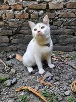 esta gata blanca es rayada o comúnmente llamada gata calicó, el pelaje es muy suave, la gata calicó tiene muchos mitos o creencias en la sociedad. foto