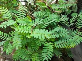 Fresh green tamarind leaves have many health benefits and can be processed into fresh drinks such as sinom or herbal photo