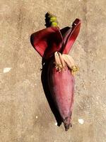 Banana heart or banana tree flower which is dark red slightly purplish, rich in vitamins and properties that are good for health, banana heart can be processed into delicious dishes photo