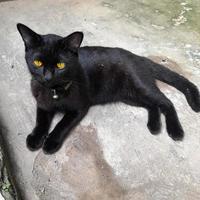 A domestic cat in plain jet black or solid black with light brown eyes is sitting relaxed, black cats are believed to bring good luck to their owners. photo
