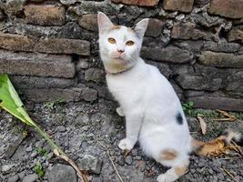 This white female cat is striped or commonly called a calico cat, the fur is very soft, the calico cat has many myths or beliefs in society. photo
