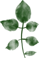 hoja acuarela pintada png