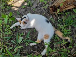 This white female cat is striped or commonly called a calico cat, the fur is very soft, the calico cat has many myths or beliefs in society. photo