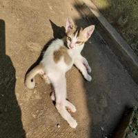 a cute kitten is sitting relaxing basking in the warm morning sun photo