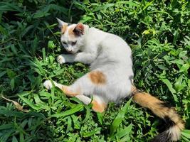 This white female cat is striped or commonly called a calico cat, the fur is very soft, the calico cat has many myths or beliefs in society. photo