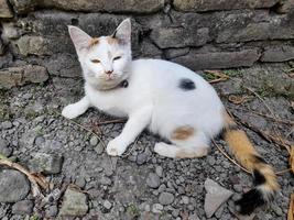 This white female cat is striped or commonly called a calico cat, the fur is very soft, the calico cat has many myths or beliefs in society. photo