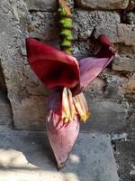 corazón de plátano o flor de árbol de plátano que es de color rojo oscuro ligeramente violáceo, rico en vitaminas y propiedades que son buenas para la salud, el corazón de plátano se puede procesar en platos deliciosos foto