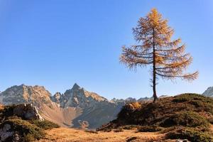 un pequeño alerce solo en las montañas foto