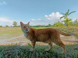 Orange yellow cat in the middle of a field photo