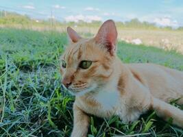 Orange yellow cat in the middle of a field photo