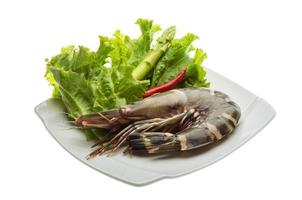 Tiger prawn on the plate and white background photo