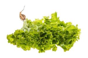 Salad leaves on white background photo