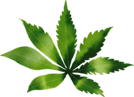 cannabis dibujado a mano acuarela png