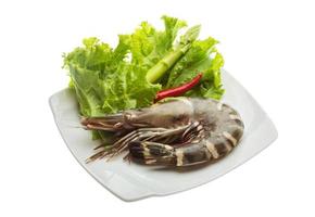 Tiger prawn on the plate and white background photo