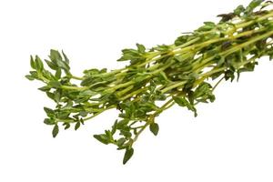 Thyme branch on white background photo