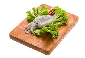Raw cuttlefish on wooden board and white background photo