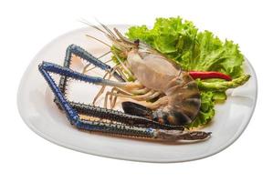 Freshwater prawn on the plate and white background photo