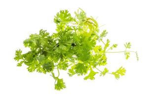 Coriander leaves on white background photo