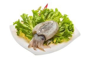 Raw cuttlefish on the plate and white background photo