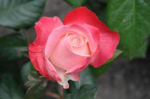 Roses in the garden photo