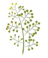 rustic watercolor twig vector