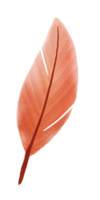 watercolor painted feather png