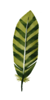 watercolor painted feather png