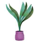 watercolor painted houseplant png