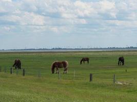 Baltrum island in the german north sea photo