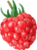 aquarelle de framboise peinte png