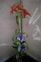 Red lily and purple bellflower photo