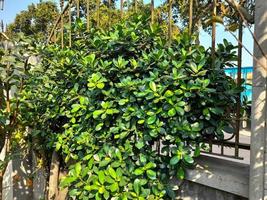The leaves of the Banyan Dollar plant that grow vines on the fence of the house, this plant is usually used as bonsai seeds or ornamental plants. photo