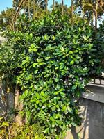 The leaves of the Banyan Dollar plant that grow vines on the fence of the house, this plant is usually used as bonsai seeds or ornamental plants. photo