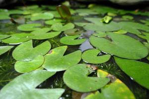 Small lily pads photo