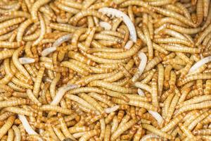 close up Meal worms photo