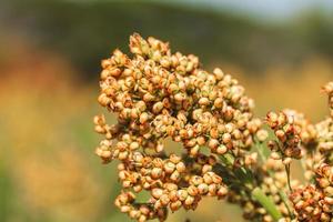 Sorghum in field of feed for livestock photo