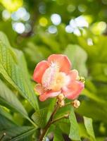 Cannonball flower or Sal flowers Couroupita guianensis on the tree photo