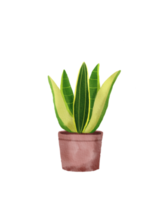 watercolor painted houseplant png