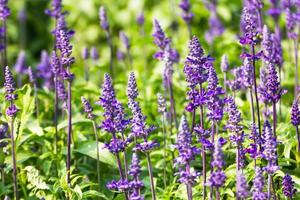 Blue Salvia  flowers photo